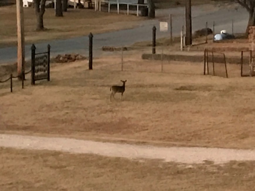 DeerMorningVisitorOK