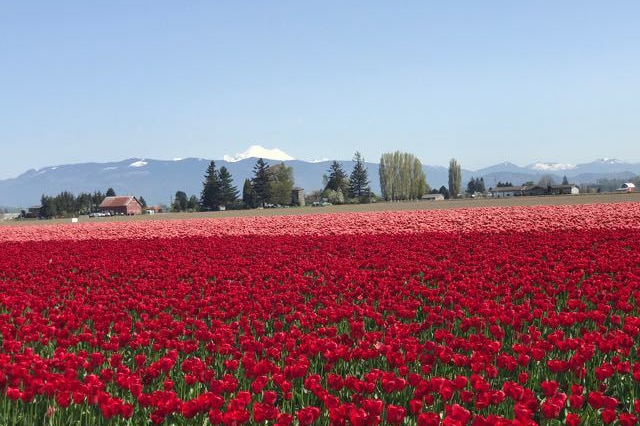 TulipFieldsMountains