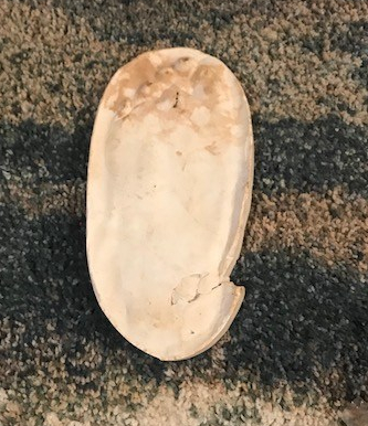 Rex' plaster footprint